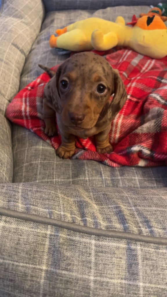 🔥 Kc Reg Miniature Dachshunds🔥