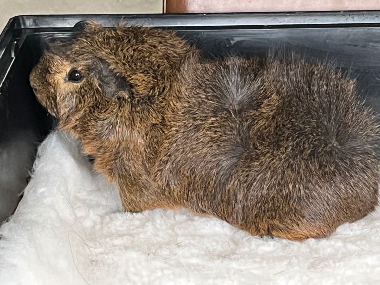 Adult male guinea pigs £10