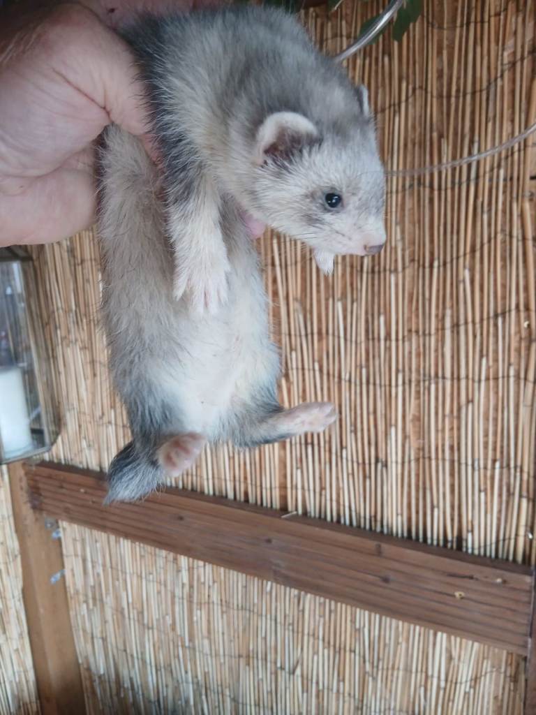 Ferret kits babies 