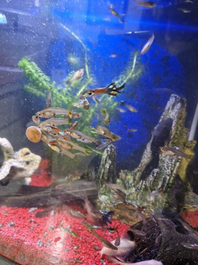 Bristlenose Pleco  and Guppy Aquarium Fish