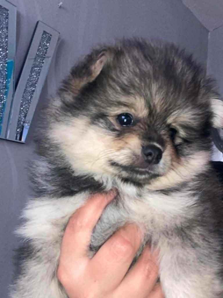 Pomeranian female