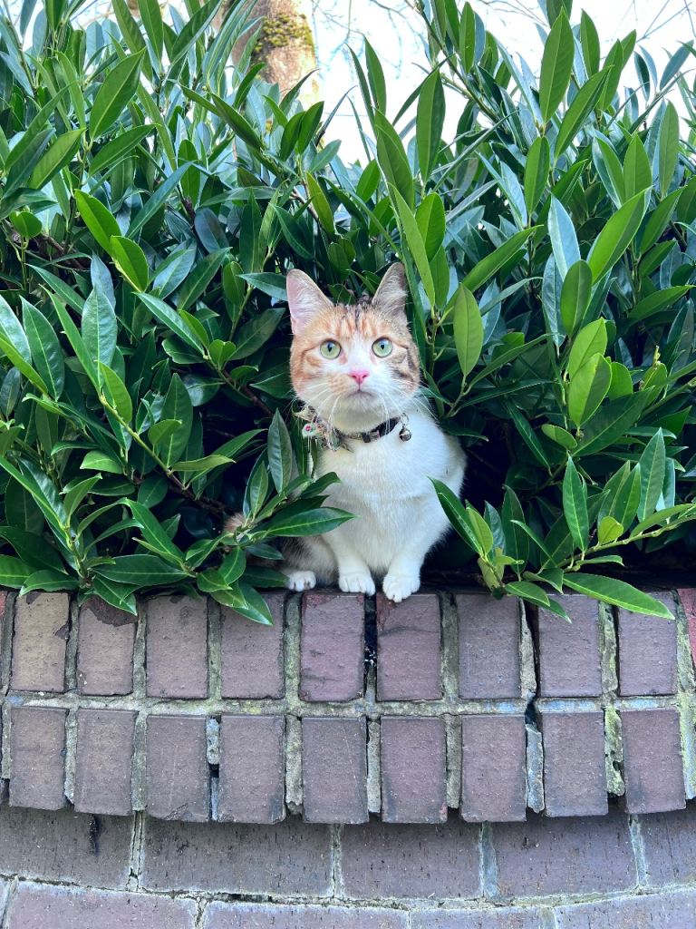 Calico cat 