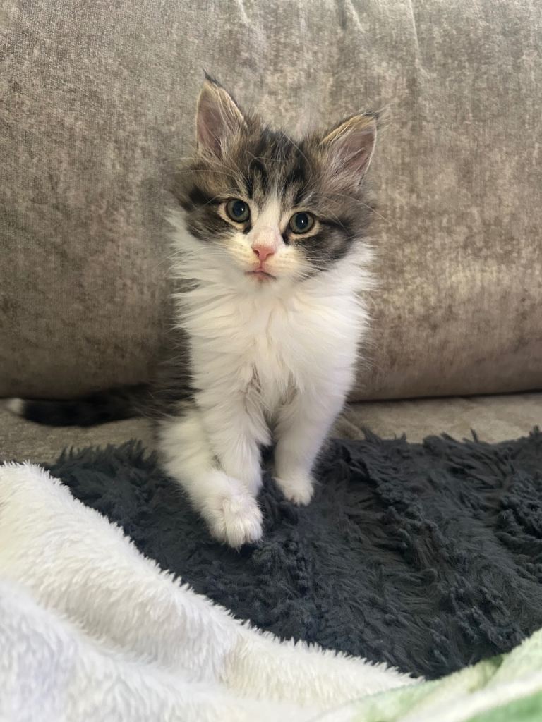READY NOW 1 beautiful fluffy boy