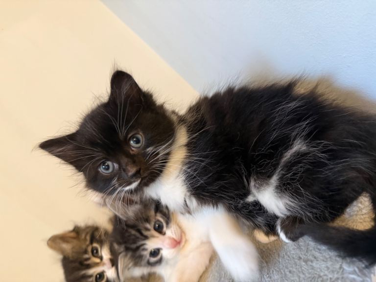 1 boy and 1 girl kitten for sale