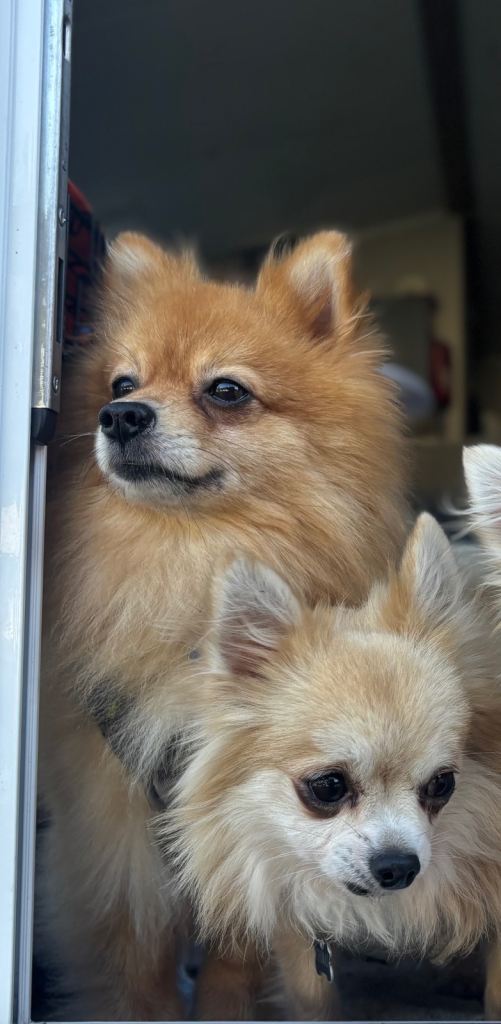 Chihuahua and pomchi for rehome