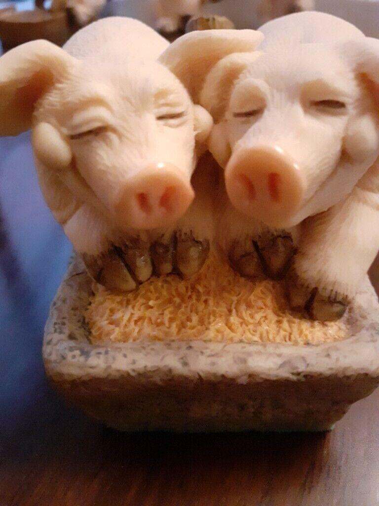 Piggin pigs
