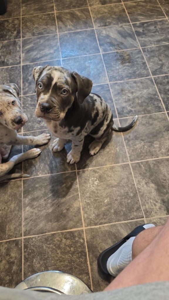 Cane Corso Cross Puppies For Sale