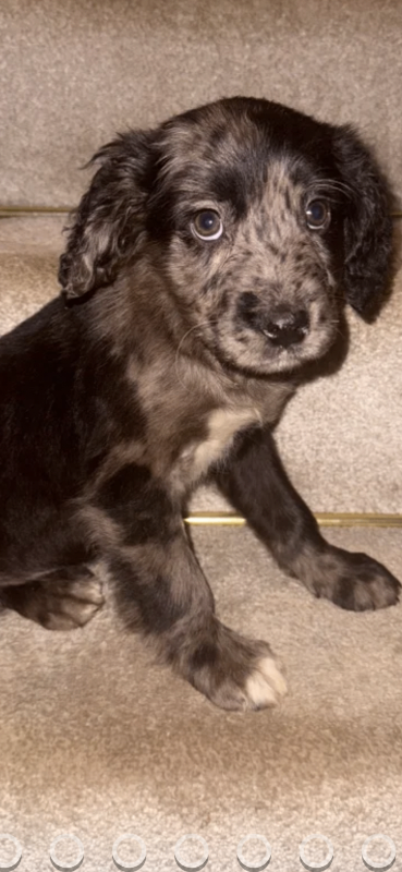 Cocker spaniel mixed lurcher 