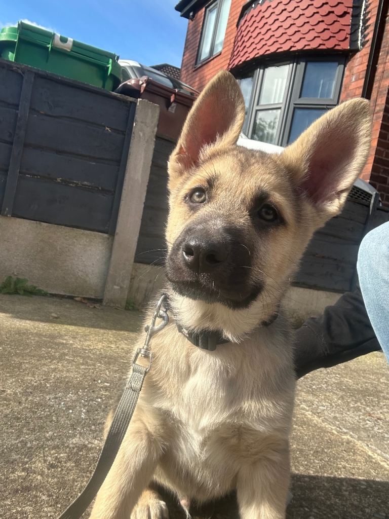 German shepherd puppys