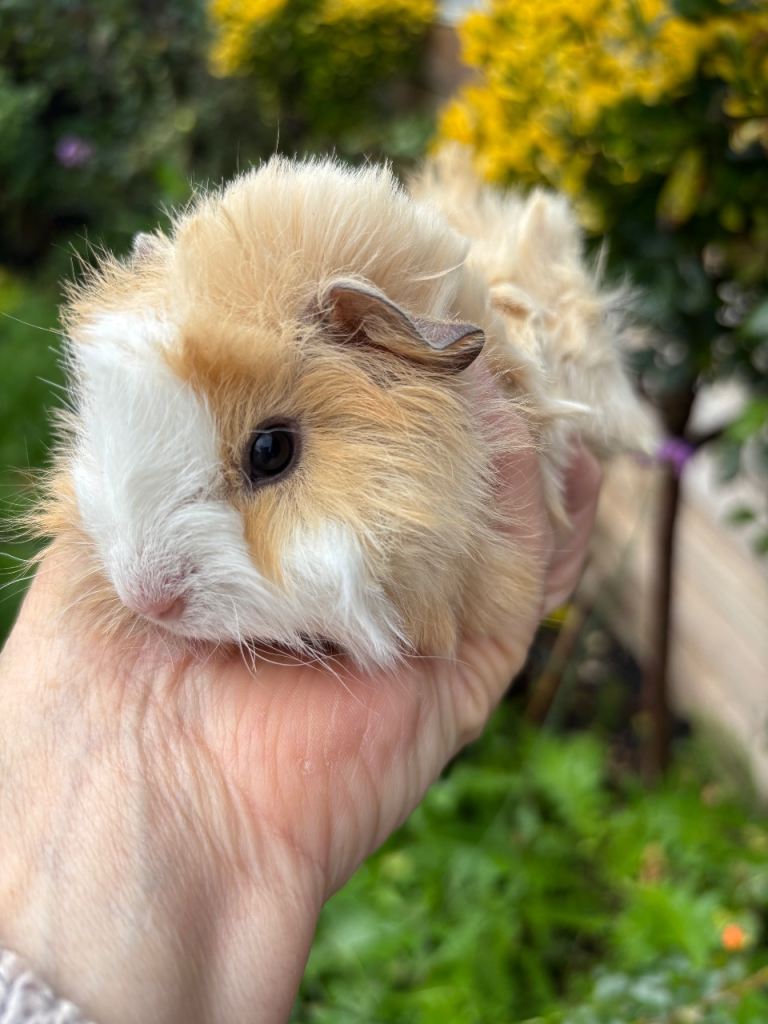 Gorgeous baby Guinea pigs 