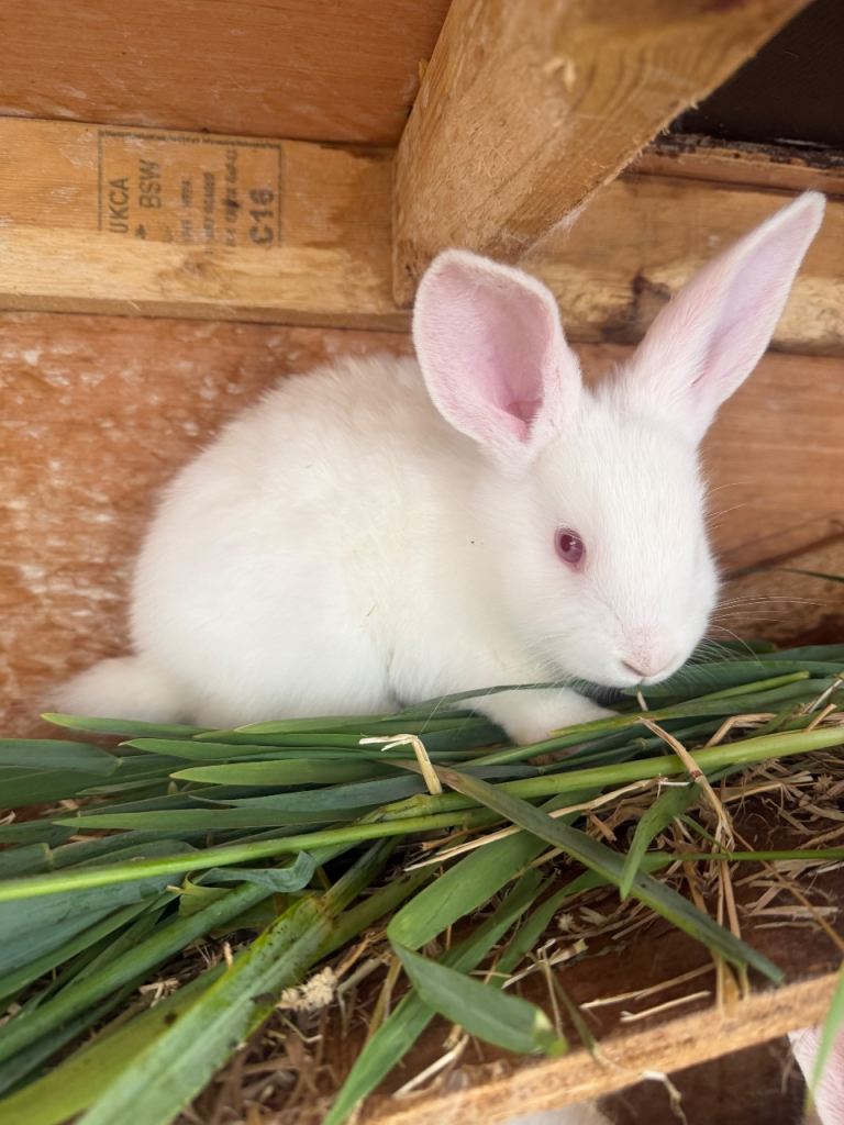 New Zealand rabbits 