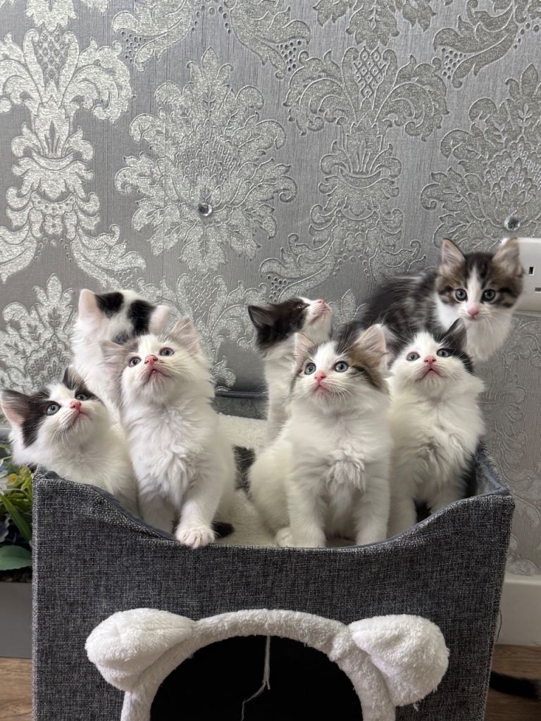 Beautiful Ragdoll Kittens