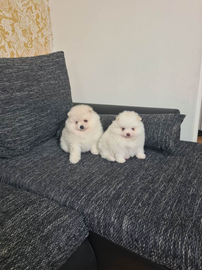 Gorgeous Teddy face pomeranian puppies 🐶 