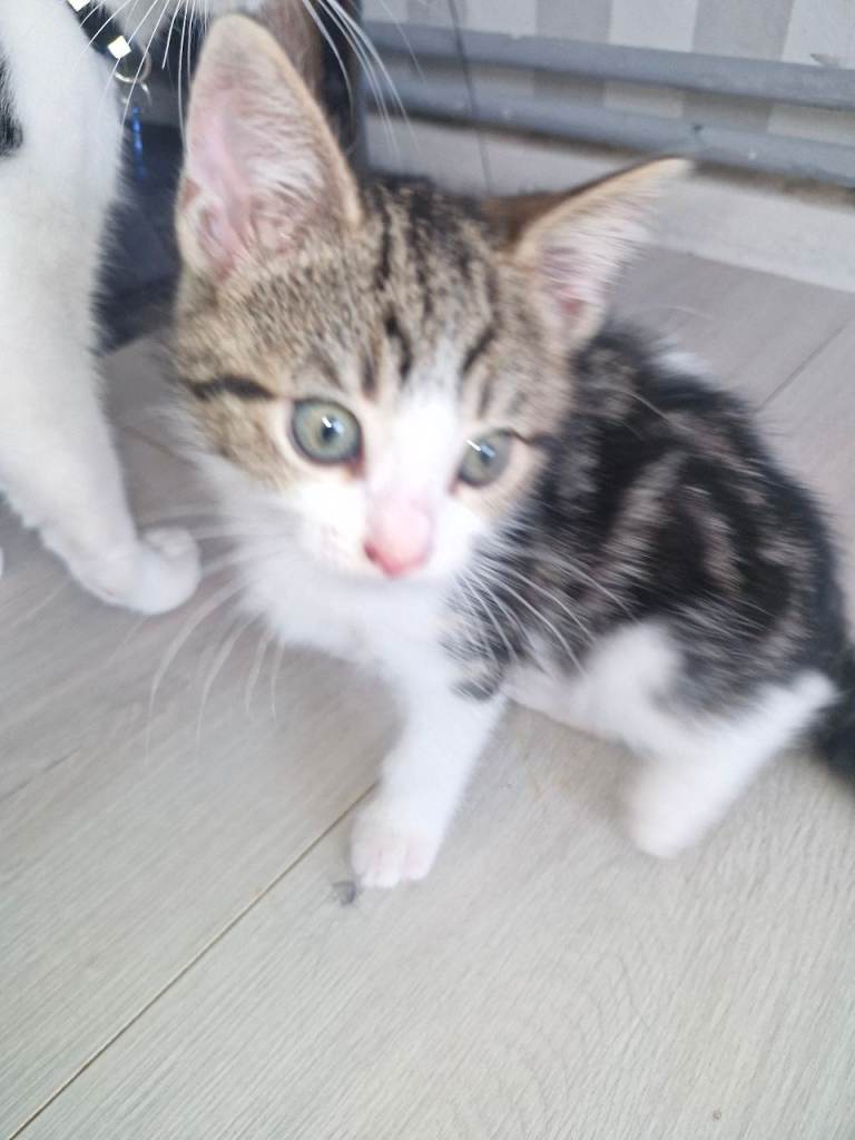 Mr kittens