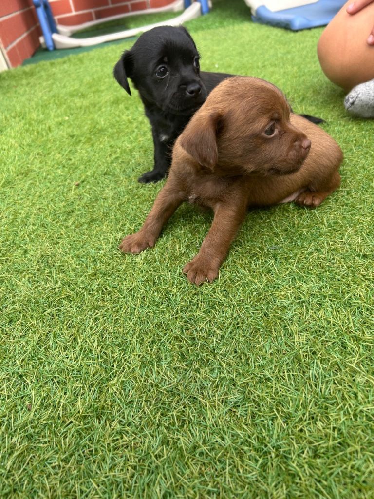 Patterdale x jack russell