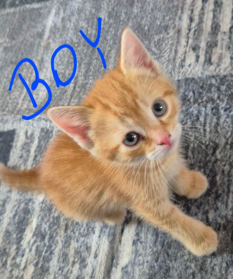 Kittens