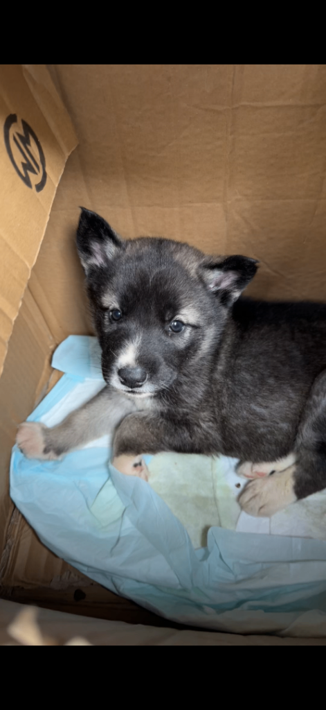 American Akit huskita 