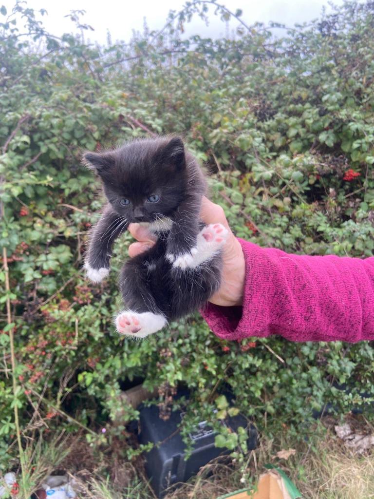 2 Cute black/white young kittens & 4 older ones grey/black 