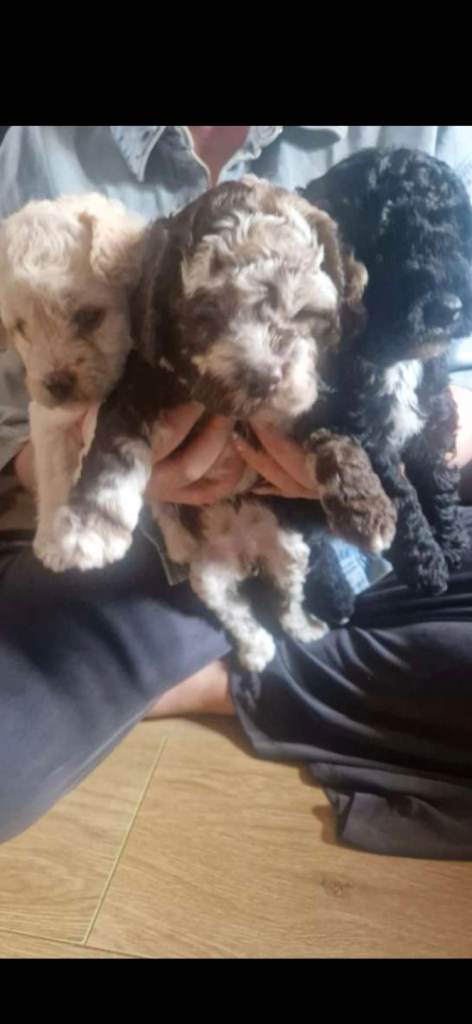 F1B Mini Labradoodle 