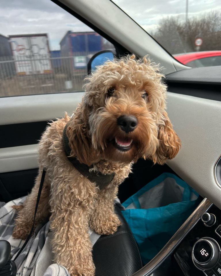 Cockapoo *PLEASE READ BELOW*