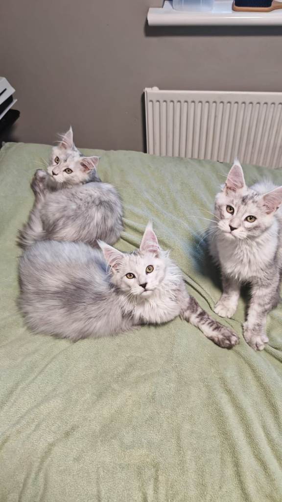Maine coon GCCF kittens 