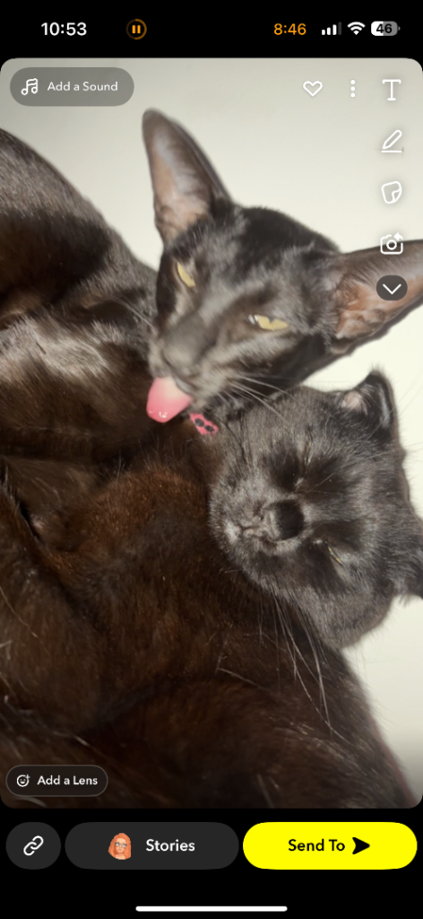 Male and female cats to go together 