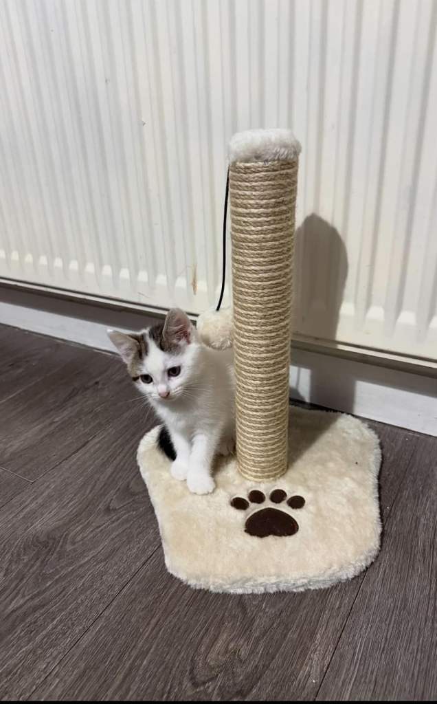 Kittens