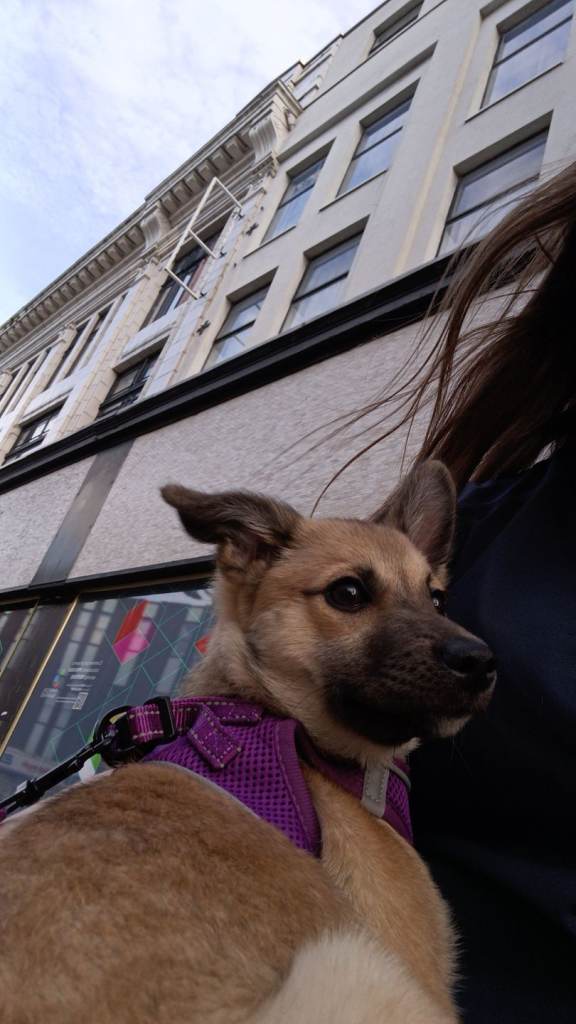 6 month female German Spitz X 