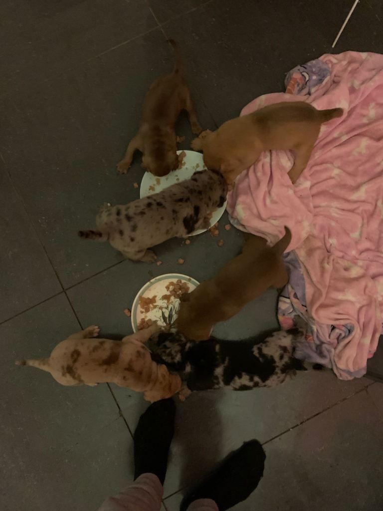 6 left!! READY IN 2 WEEKS!! Bull x