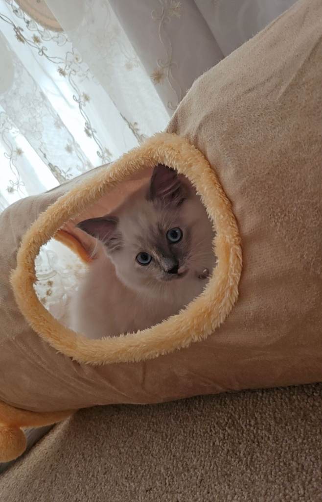 Cat looking for new home