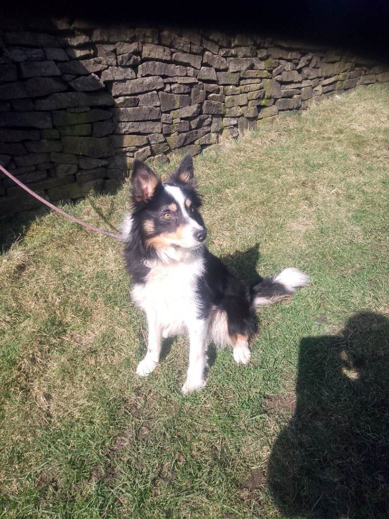 Pure bred ISDS registered Border Collie