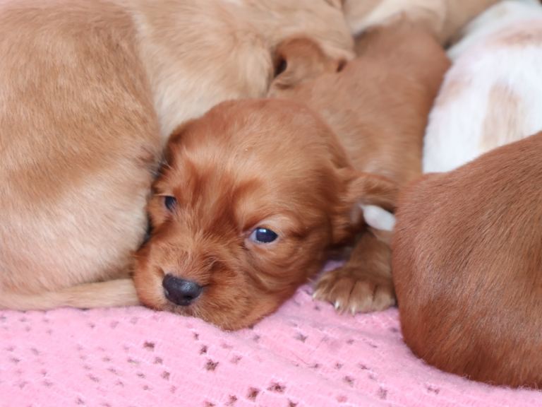Gorgeous cocker spaniel pups 