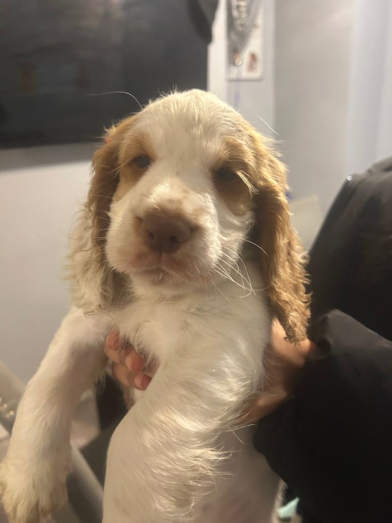 Cocker Spaniel Puppy