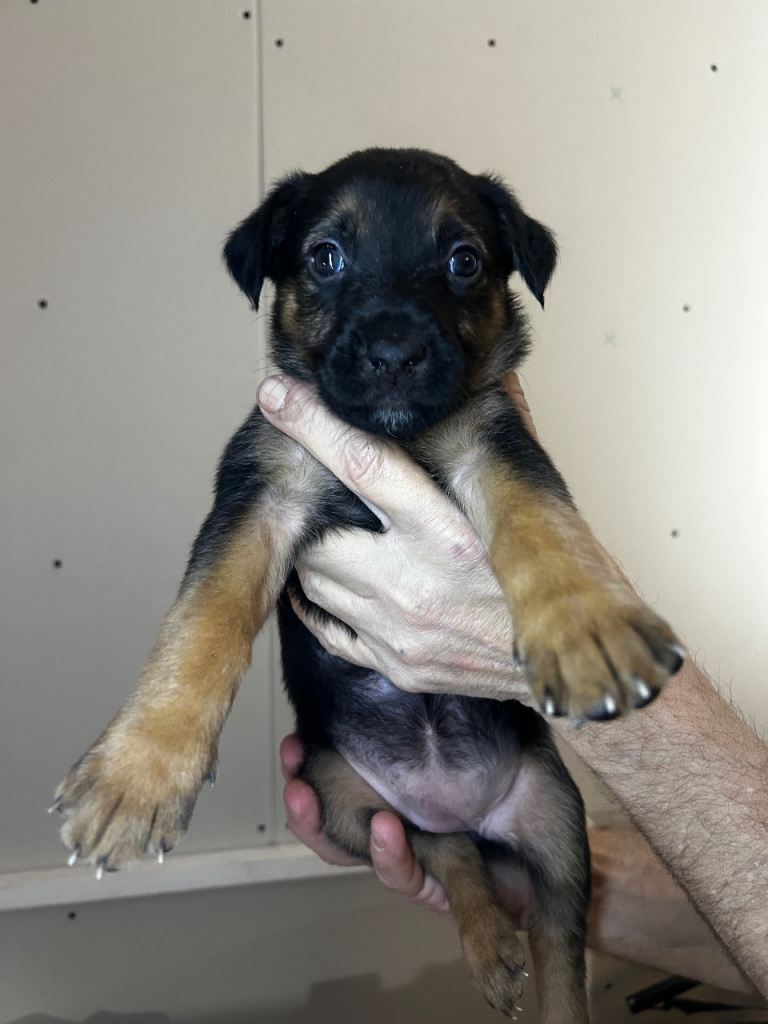 11 cane corso cross Belgian malinois 