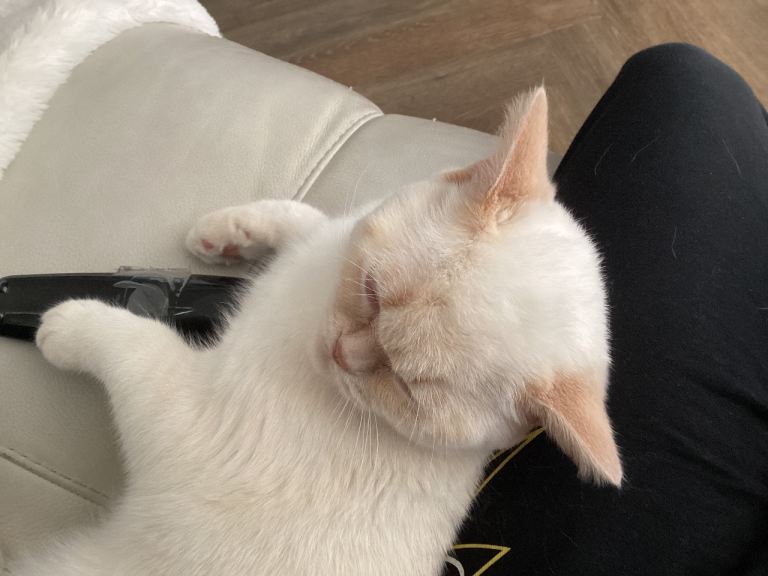 Cute  RARE BRITISH SHORTHAIR WHITE! Litter trained ALLOWED TO NEGOTIATE INDOOR CAT