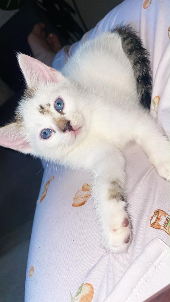 White kitten 