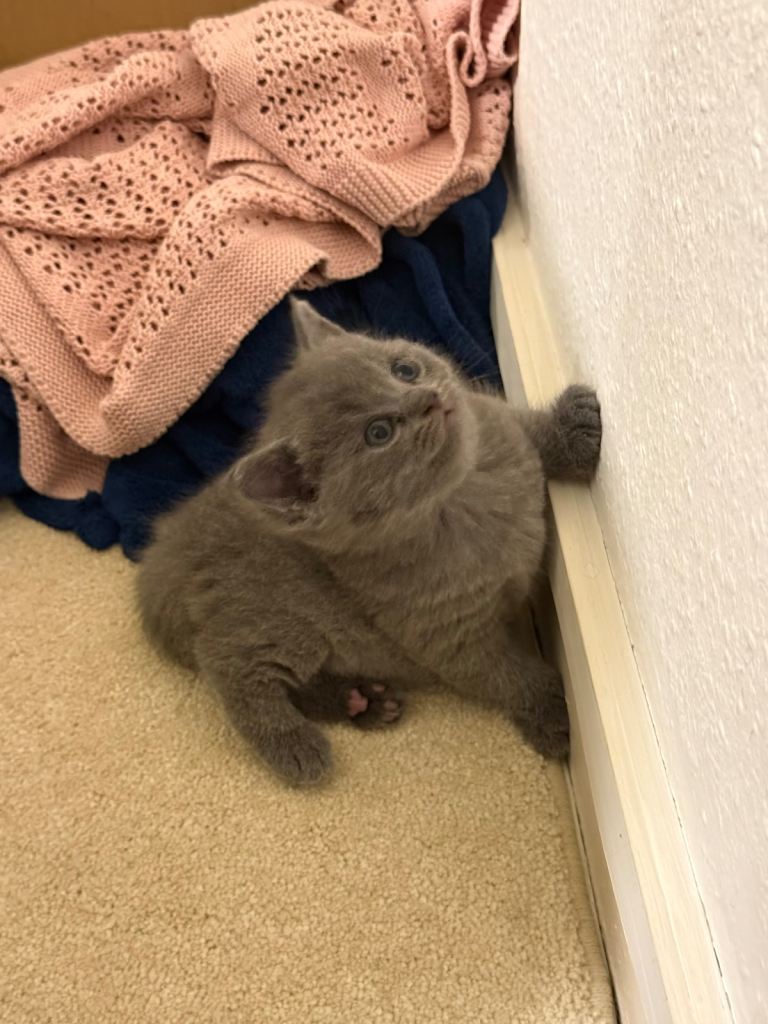 Kitten / Cat/BSH 