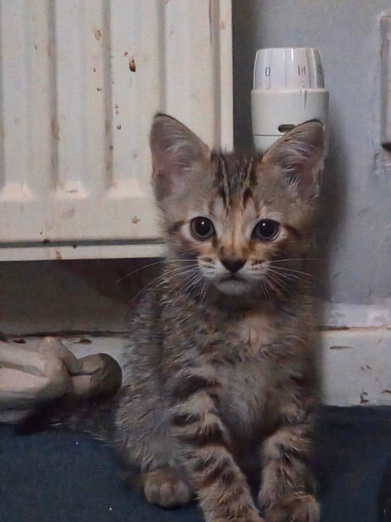 Kittens
