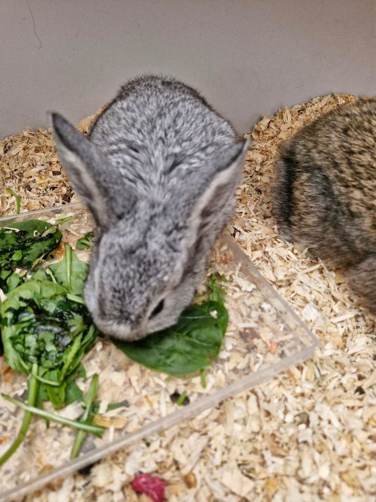 Baby rabbits 