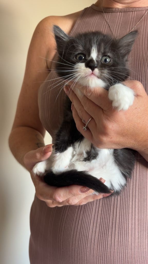 Lovely kittens for sale 
