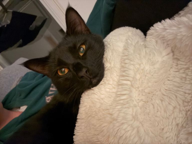 Black Male Cat in need of a good home