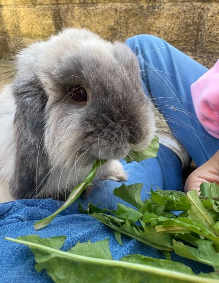Mini Lop Bunny Rabbit