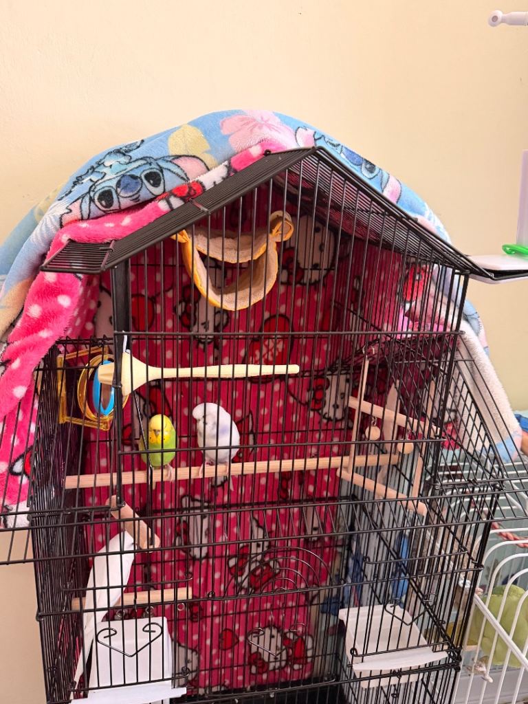 3 male budgies with cage 