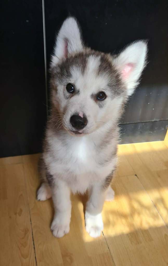 Stunning Siberian Husky Boy LEFT–Ready Now
