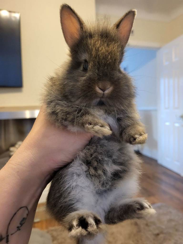 Little rabbit, boy