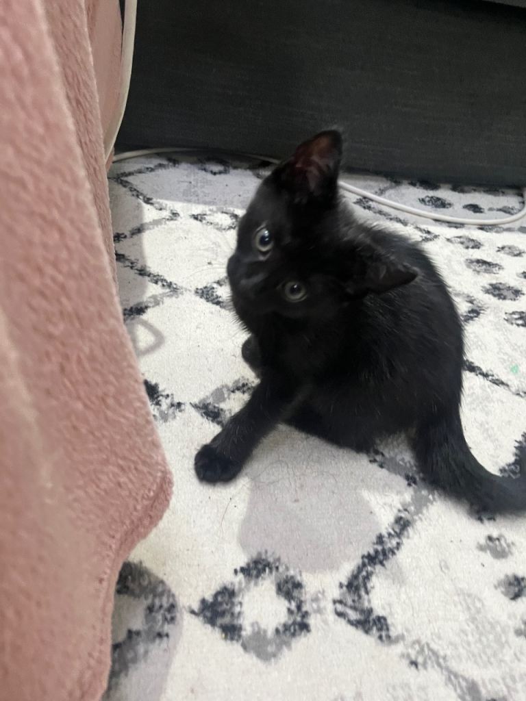 Kitten boy Ready to leave now 