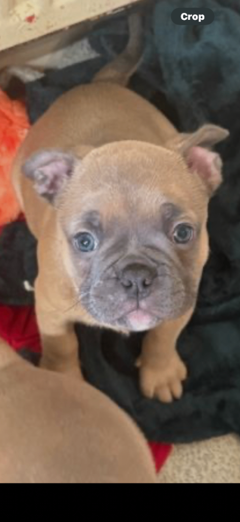 Frenchie cross bulldog 