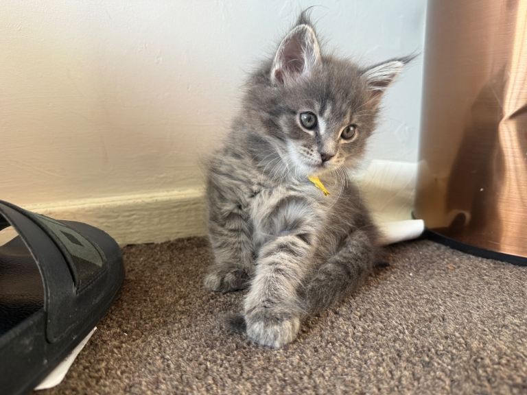 LAST 2 Mainecoon Kittens Maine Coon Purebred