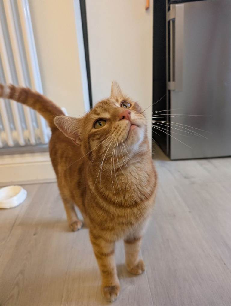 Ginger Tabby Cat "Boy" Looking for a New Home