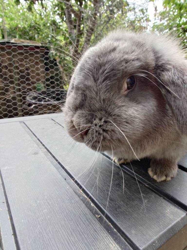 Giant french lops 
